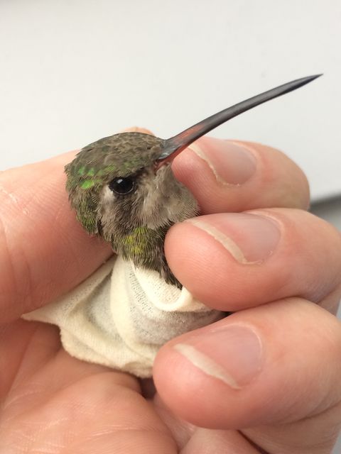 Broad-billed Hummingbird