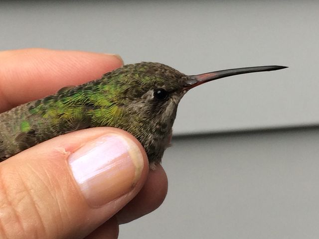 Broad-billed Hummingbird