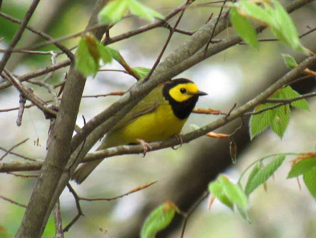 Hooded Warbler