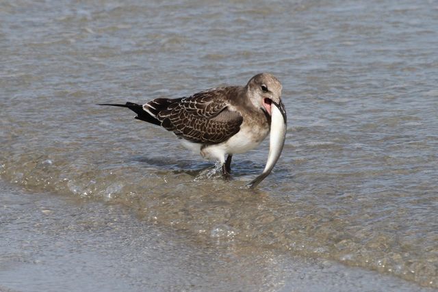 Laughing Gull