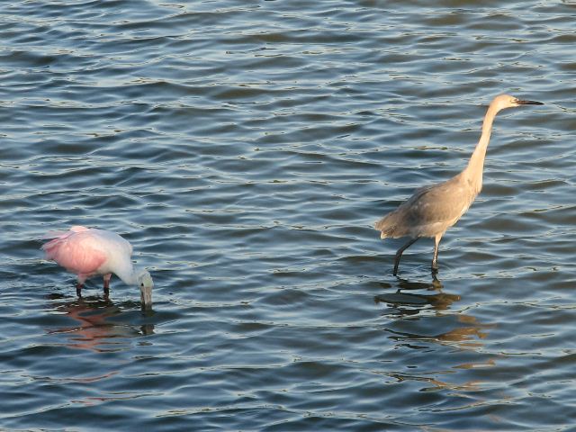 Roseate Spoonbill and Reddish Egret