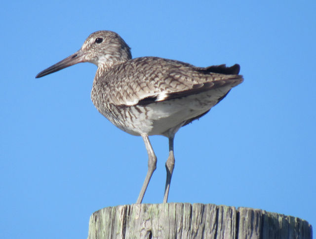 Willet