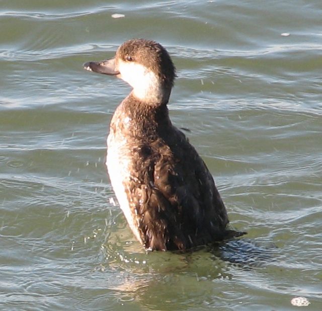 Black Scoter