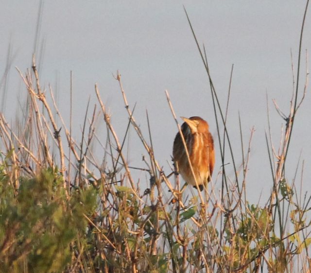 Least Bittern