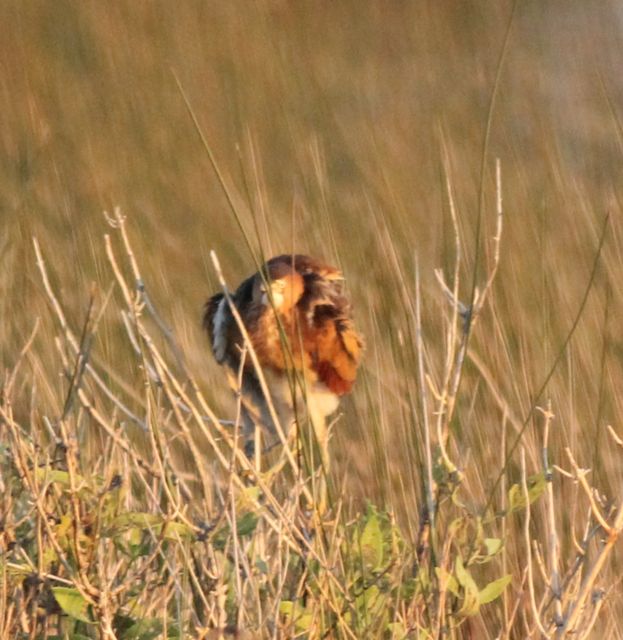 Least Bittern