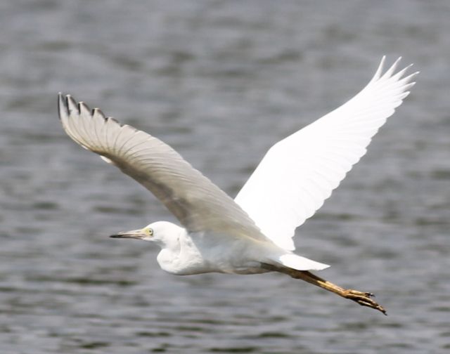 Little Blue Heron