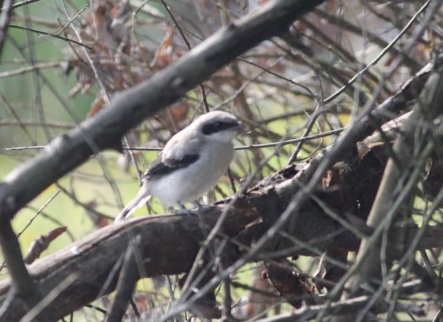 Loggerhead Shrike