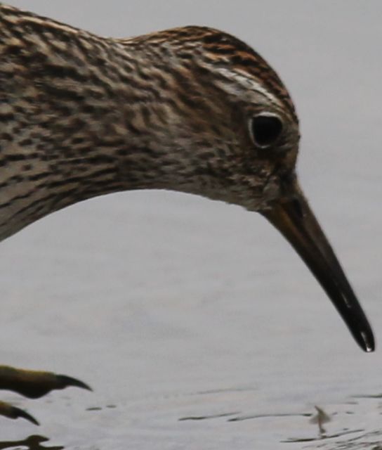 Pectoral Sandpiper