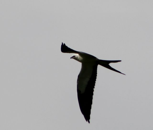 Swallow-tailed Kite