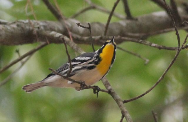 Yellow-throated Warbler