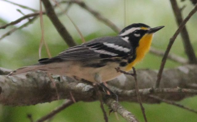 Yellow-throated Warbler