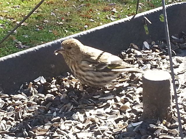 Pine Siskin