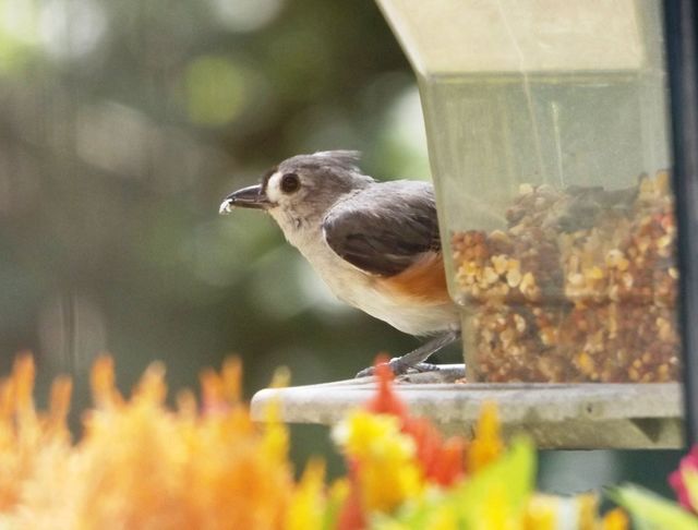 Tufted Titmouse