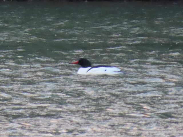 Common Merganser