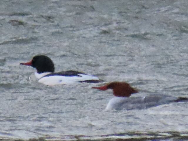 Common Merganser