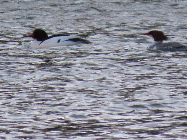Common Merganser