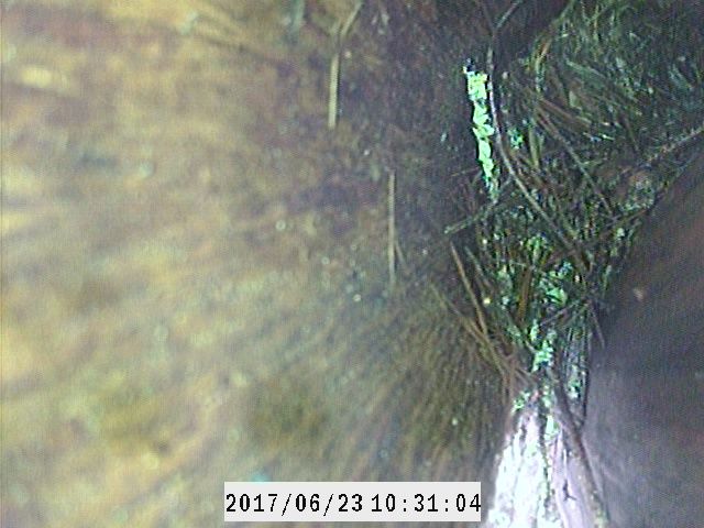 Brown Creeper