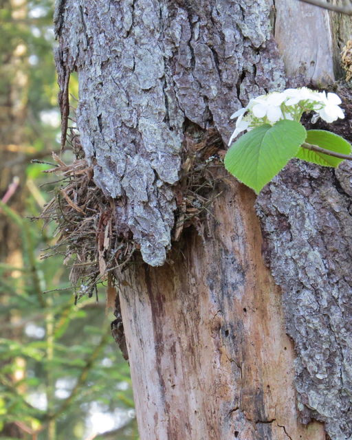 Brown Creeper