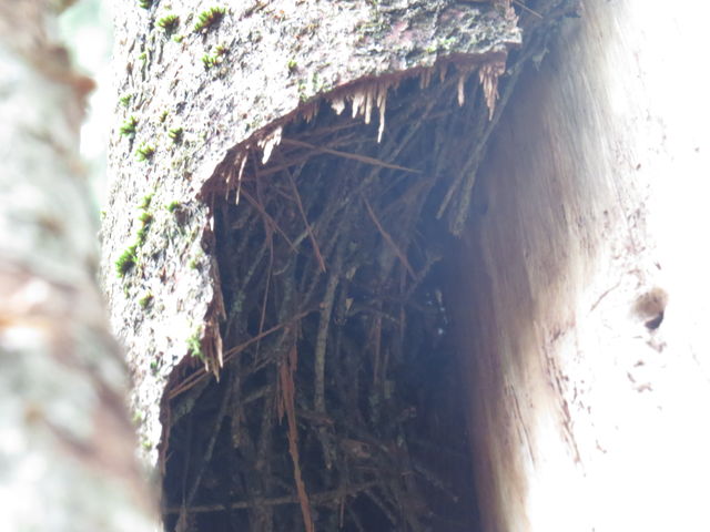 Brown Creeper