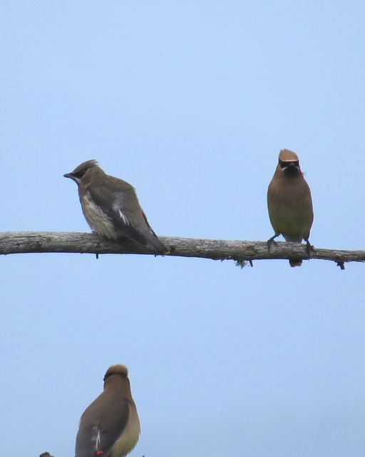 Cedar Waxwing