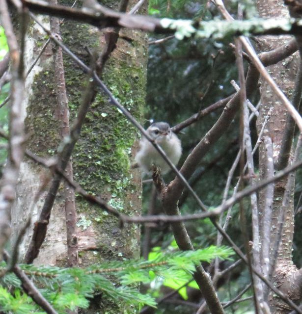 Golden-crowned Kinglet