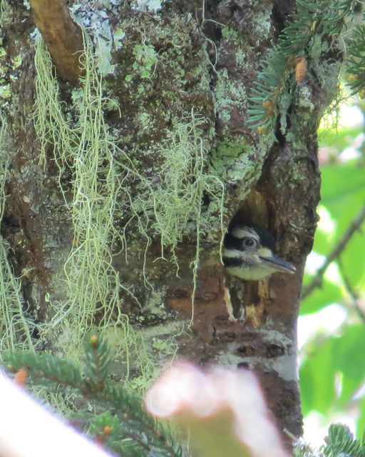 Hairy Woodpecker