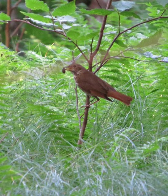 Hermit Thrush
