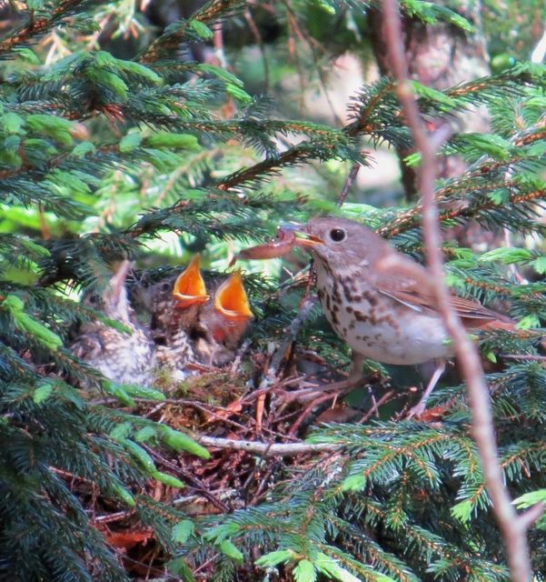 Hermit Thrush