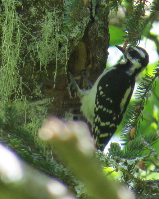 Hairy Woodpecker