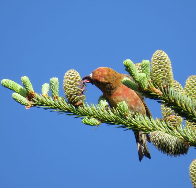 Red Crossbill