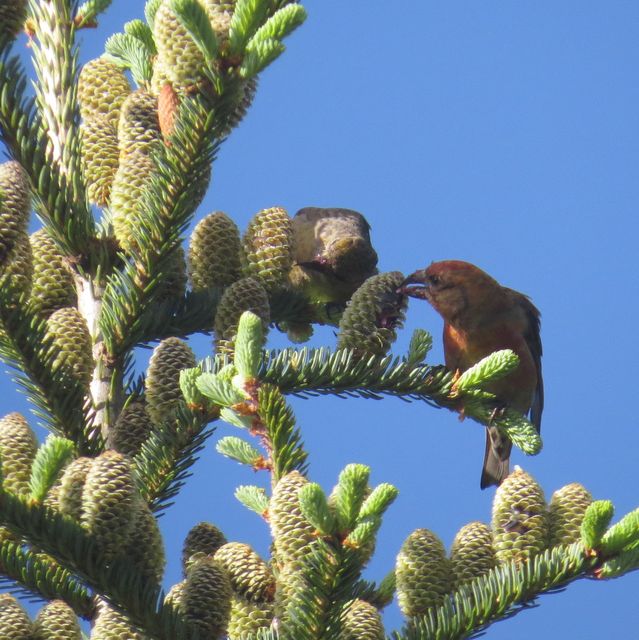 Red Crossbill