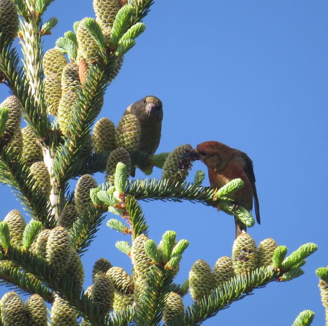 Red Crossbill