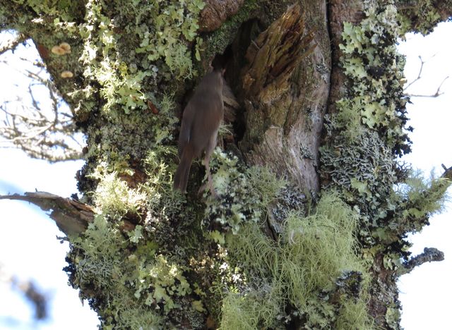 Northern House Wren