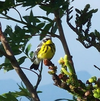 Magnolia Warbler