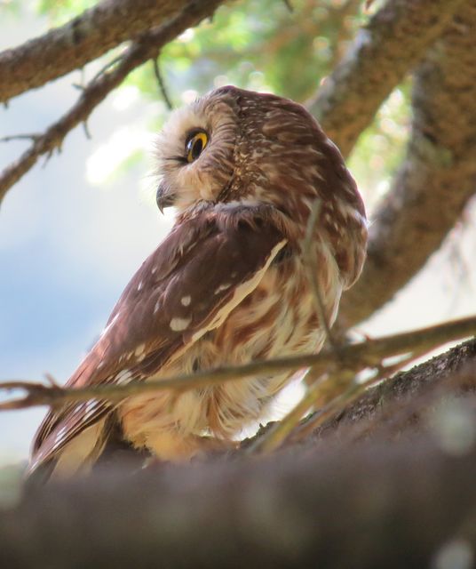 Northern Saw-whet Owl