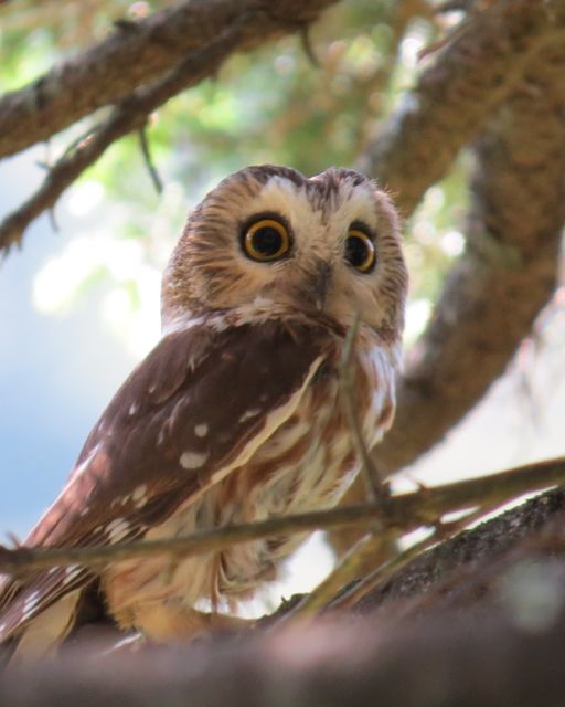 Northern Saw-whet Owl