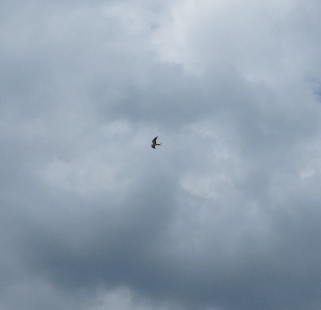 Swallow-tailed Kite