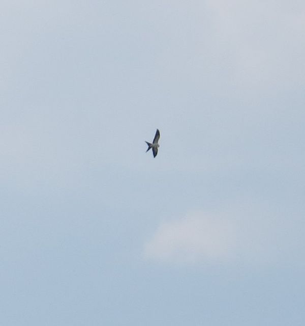 Swallow-tailed Kite