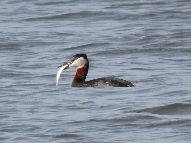 Red-necked Grebe