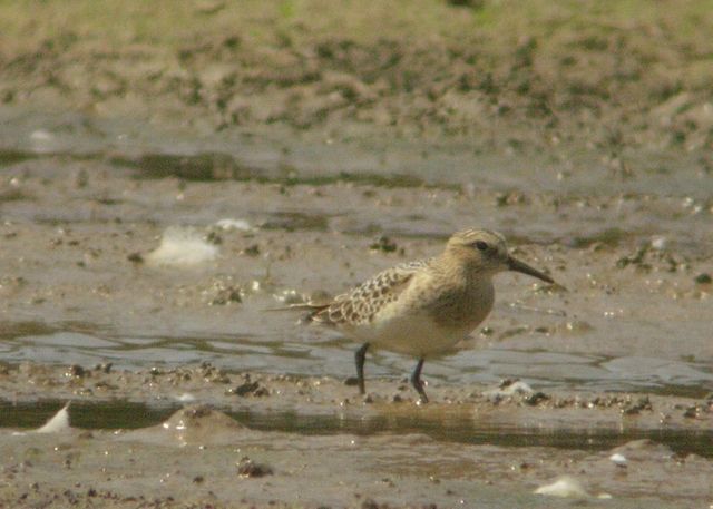 Baird's Sandpiper