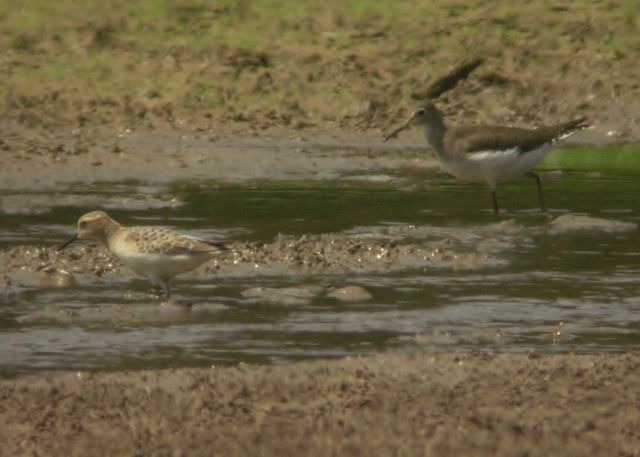 Baird's Sandpiper