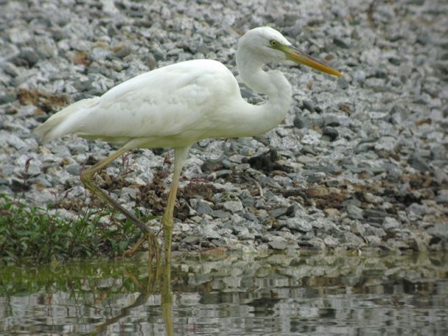 Great Blue Heron (White form)