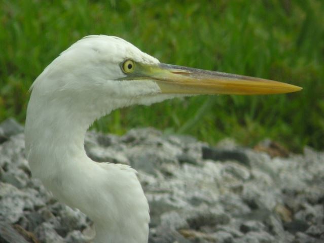 Great Blue Heron (White form)