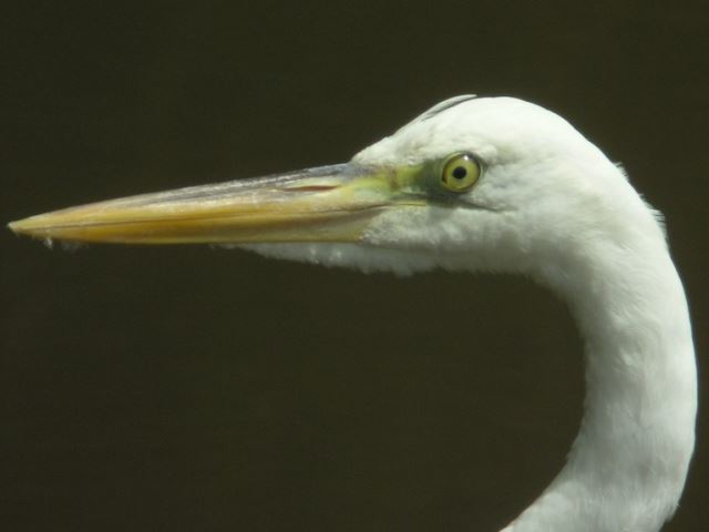 Great Blue Heron (White form)