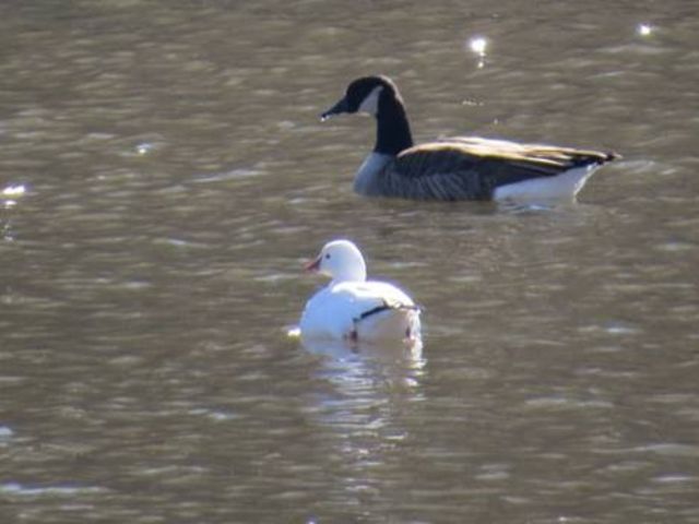 Ross's Goose