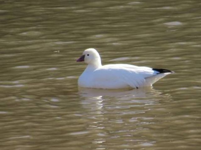 Ross's Goose