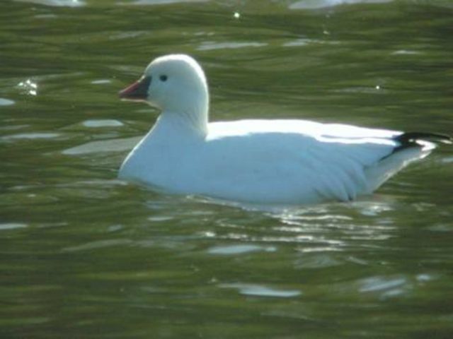 Ross's Goose