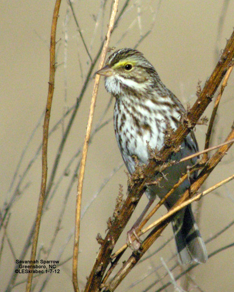 Savannah Sparrow