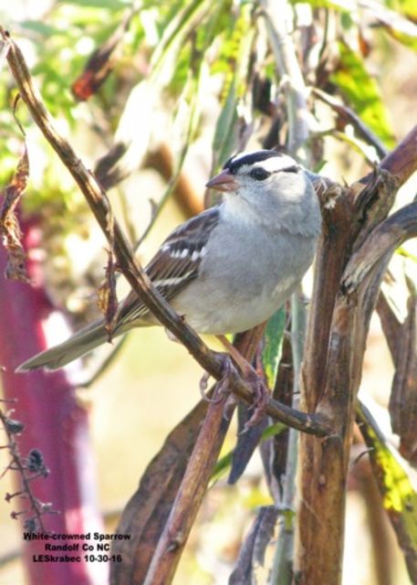 White-crowned Sparrow