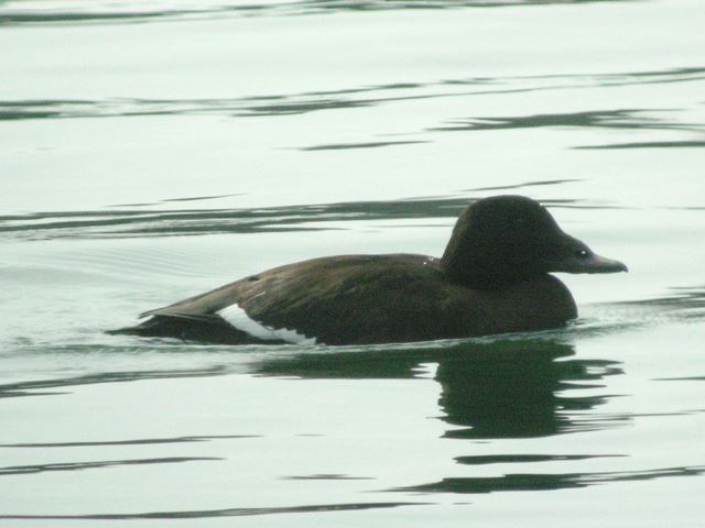 White-winged Scoter